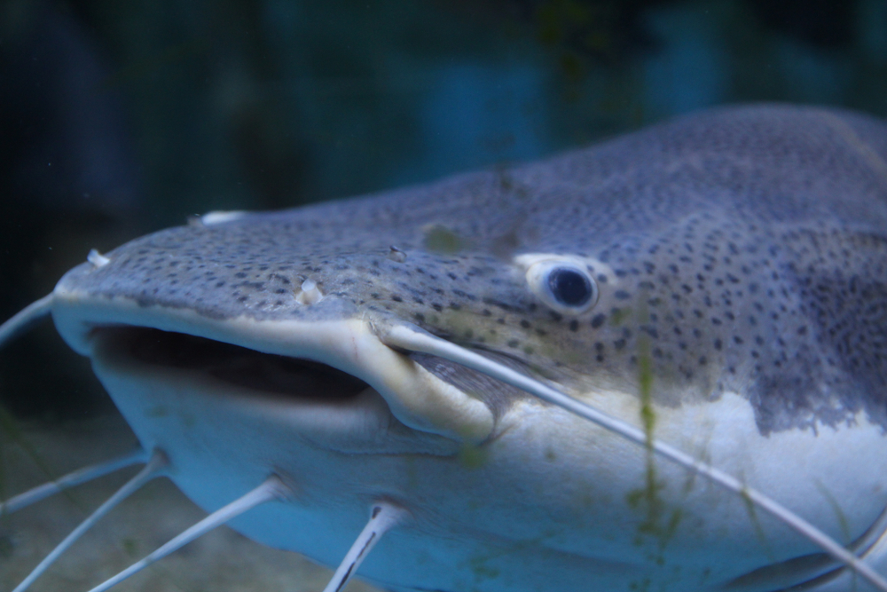 Invasive Blue Catfish from Marylands Chesapeake Bay Would be Used as Pet Food Under Proposed Bill