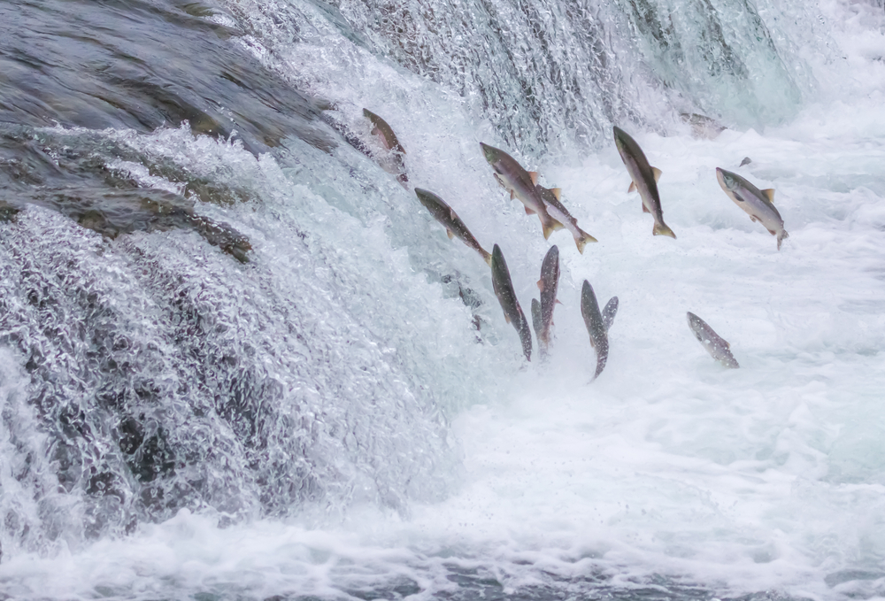 Wetlands Are Warming as Fast as the Atmosphere. That’s Bad News for Salmon.