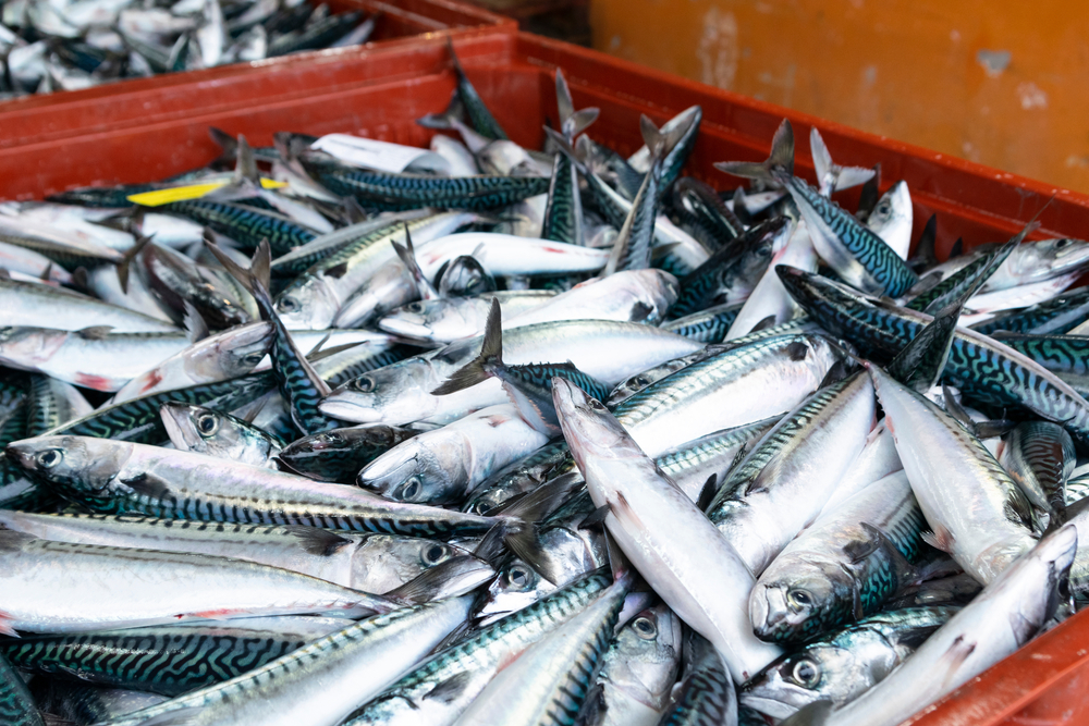 ICES Slashes Atlantic Mackerel Quota by 70%, Severely Impacts the Japanese Market