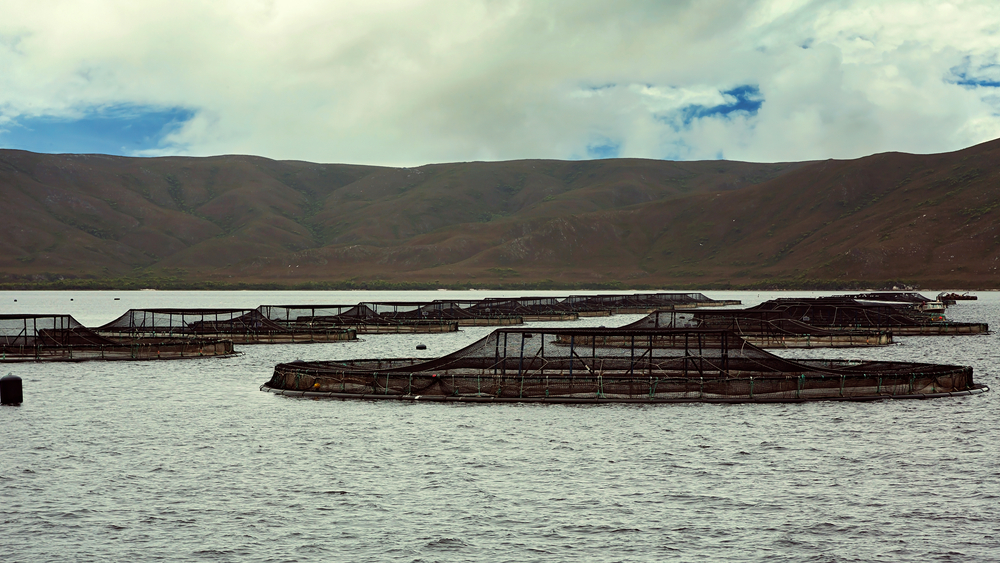 Salmon Farms Use 700kg of Antibiotics in Two Weeks