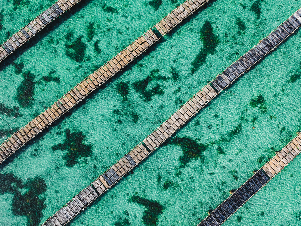 Shell-shock as Algae Forces Worst Closures in South Australias History