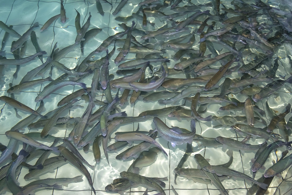 CDFW Announces Closure of Mad River Fish Hatchery