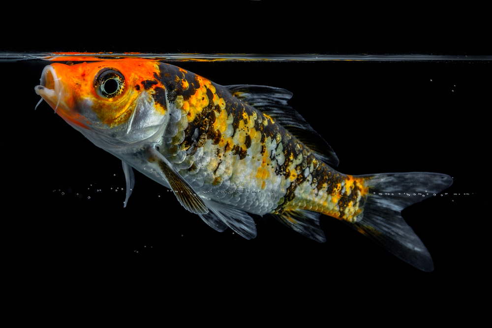 Shanghai Lab Uses Color Carp to Advance Aquaculture Genetics