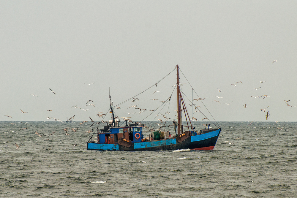 European Commission Penalizes Finland for Salmon Overfishing