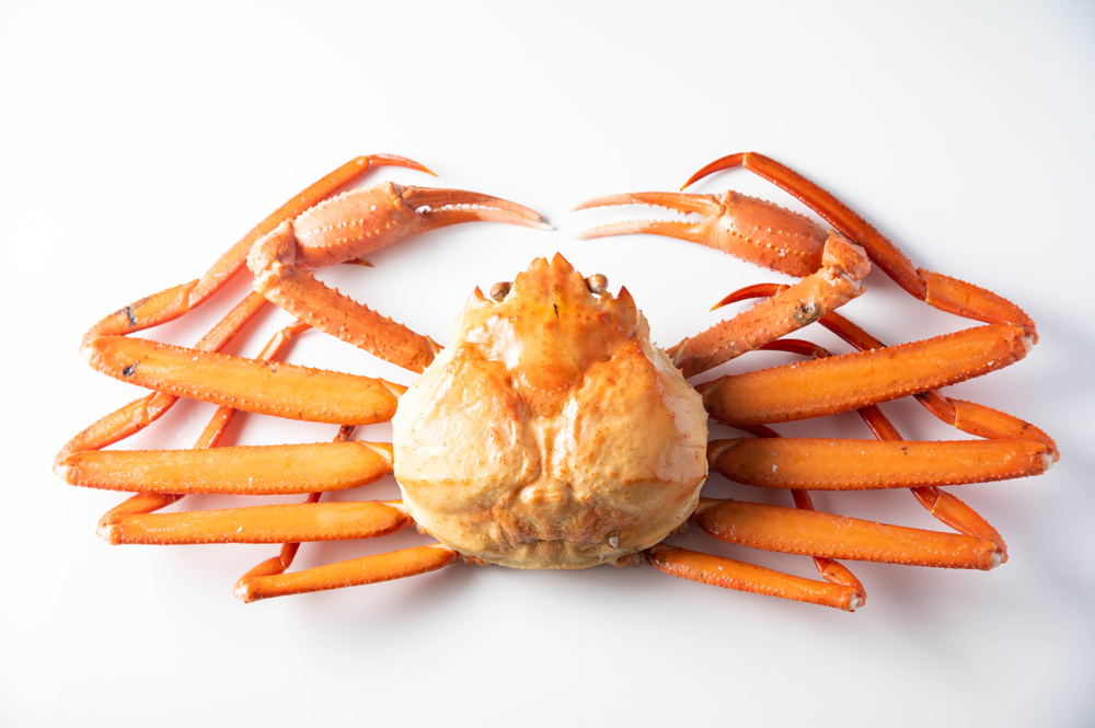 Russian Snow Crab Bids Drop 24% to $14 at Busan Auction