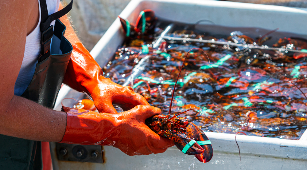 Statement from DMR Commissioner Wilson Regarding Lobster Industry Survey