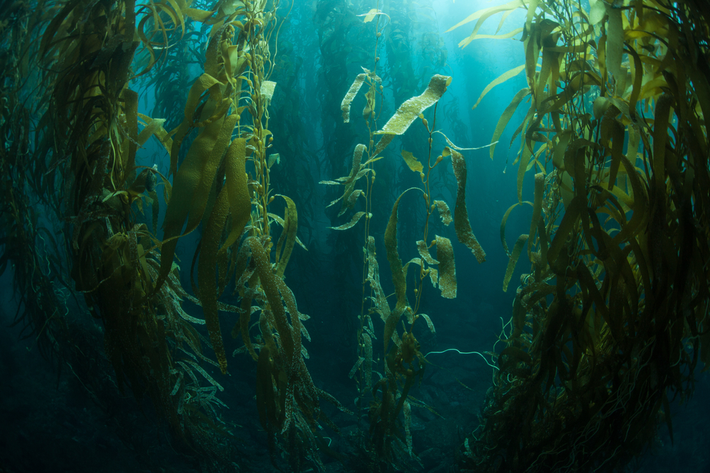 As Trump Pares Back Ocean Protections, California Weighs Expanding Them