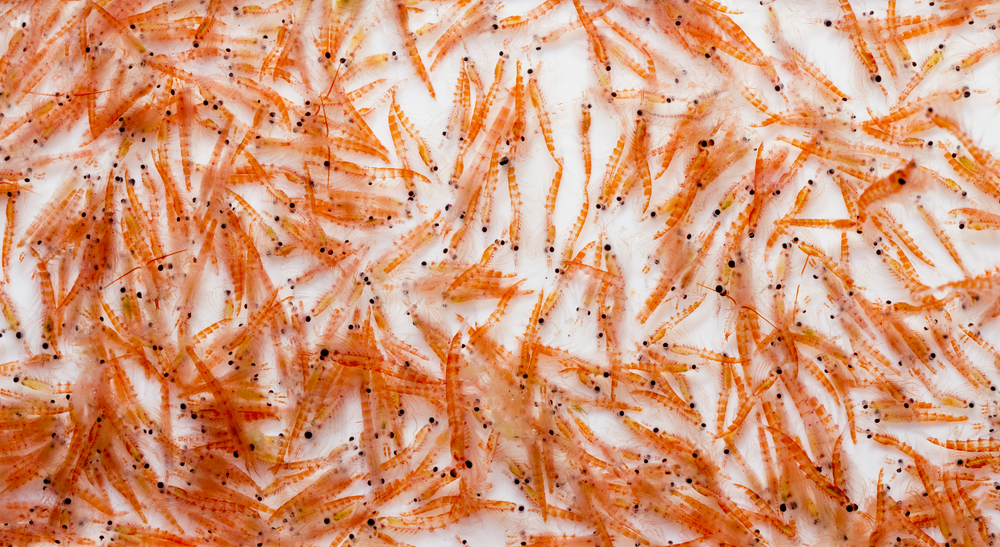 Campaigners Call for End to Antarctic Krill Fishing
