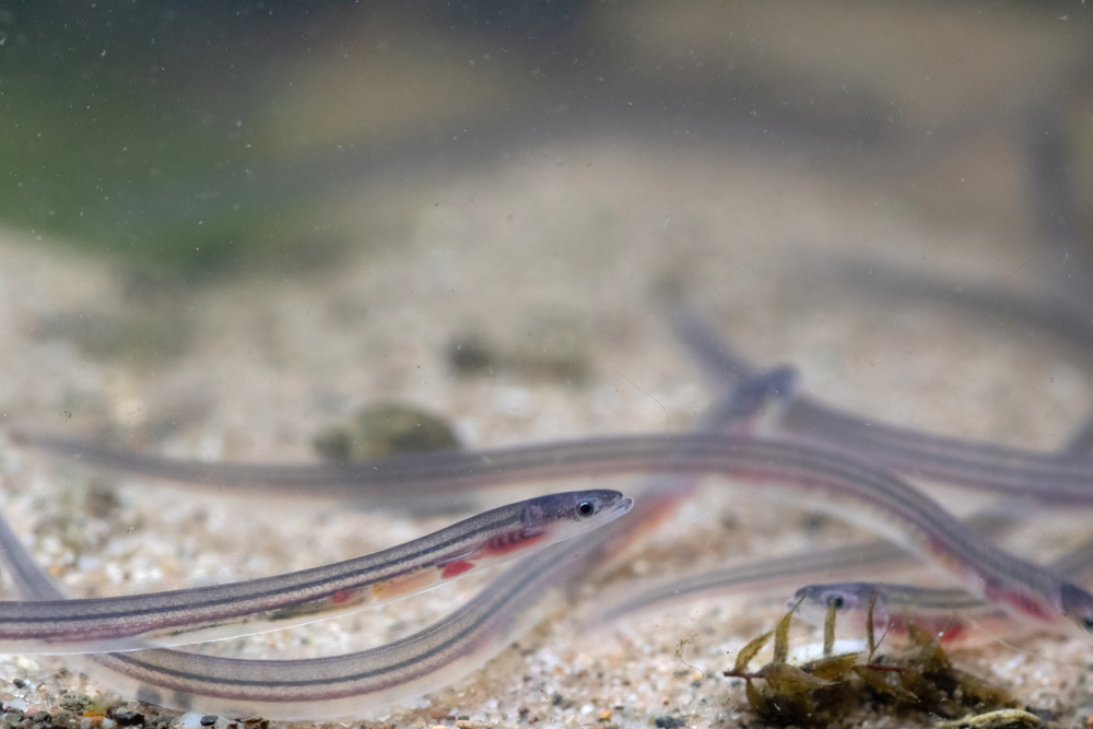 Terror, Violence and Organized Crime: Inside the Lawless East Coast Elver Fishery