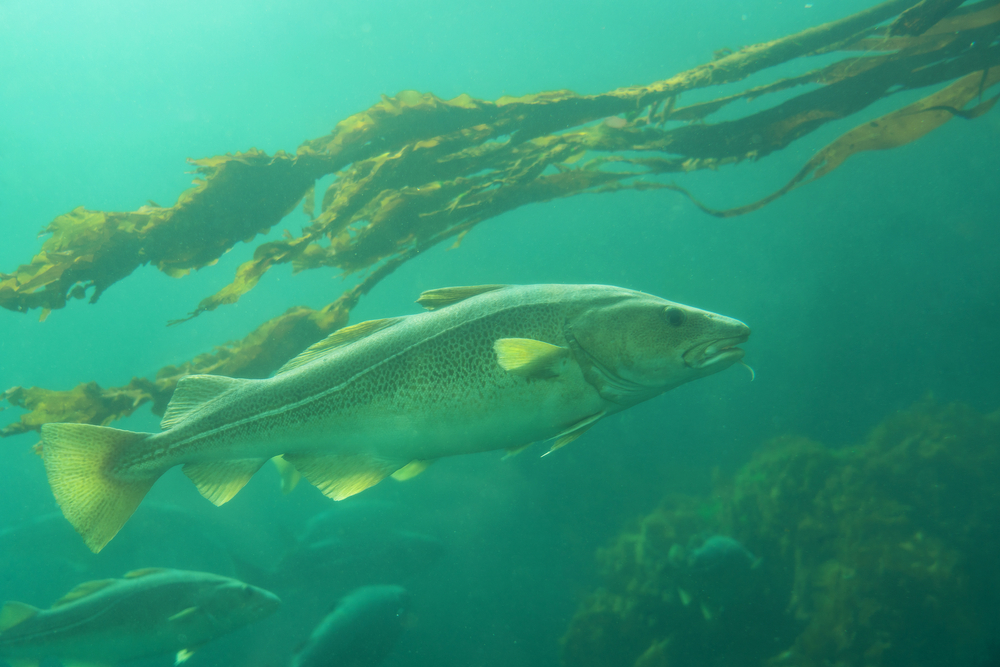 Norway Reaches 2026 Fisheries Agreement with Russia, Cod Quota at Lowest Level Since 1991