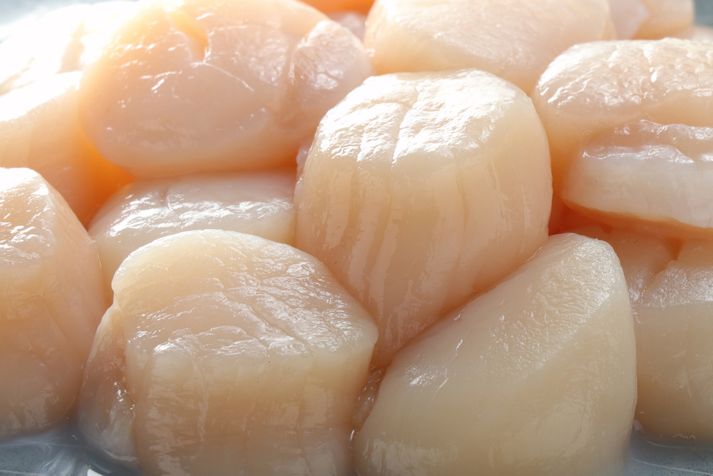BASE Seafood Auction Reports New Record for U12 Channel Scallops