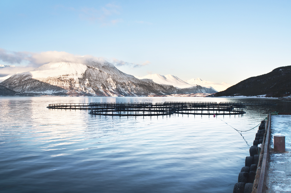 Norwegian Salmon Tax Delayed As Agreement Yet To Be Made