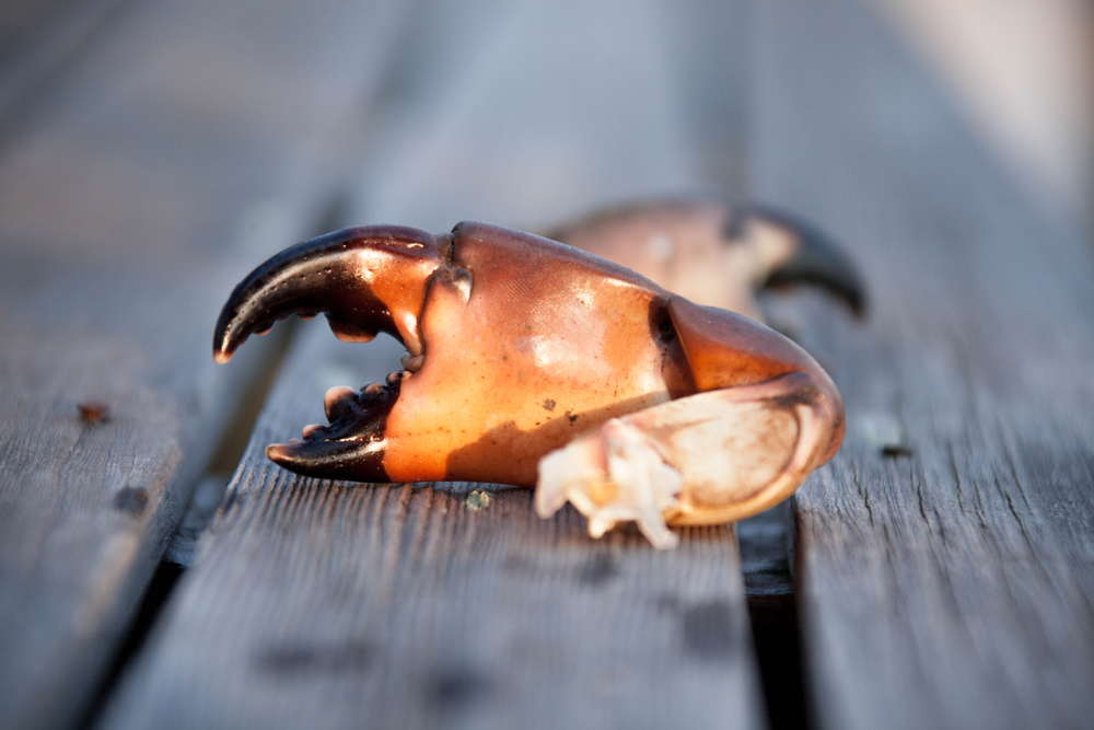 Florida’s Stone Crab Season Ending May 2