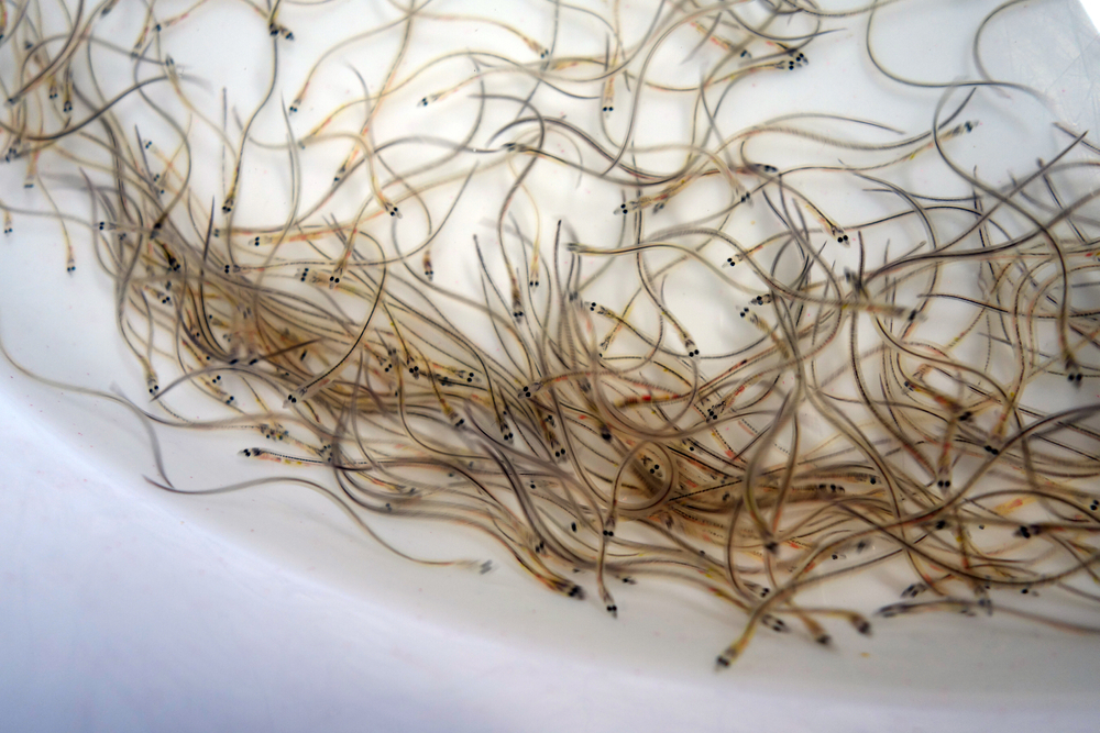 Baby Eel Fisher Calls for Enforcement Against Illegal Harvesting on N.S. River