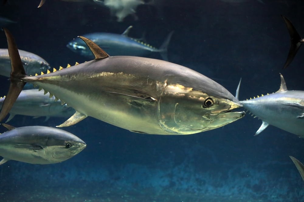 Monterey Bay’s Seafood Watch Assigns Pacific Bluefin Tuna Yellow Rating for First Time