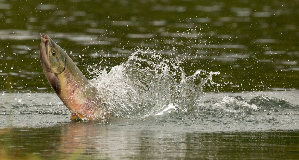 ‘Pretty Amazing’: Salmon Seen in Upper Reaches of Russian River for First Time in Decades