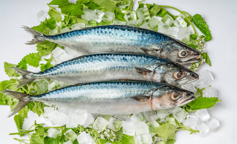 Taiwan Researchers Track Spanish Mackerel Ear Stones to Map Migration