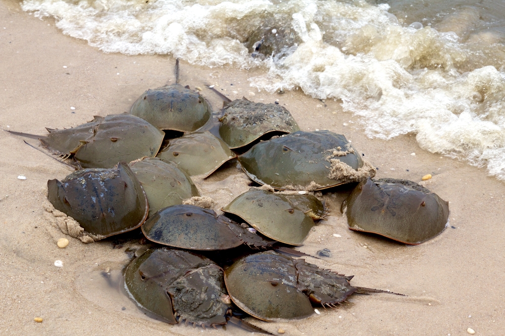 Environmental Organization Sues Federal Government to Protect Horseshoe Crabs in Maine and US