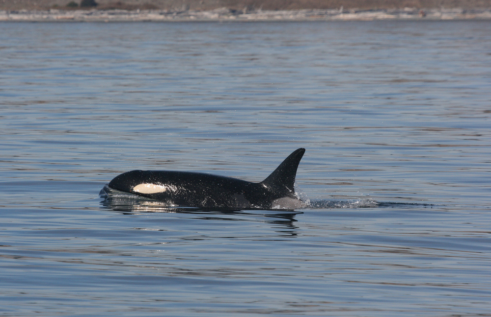 Oregon Commission Will Decide Southern Resident Orcas Listing Friday