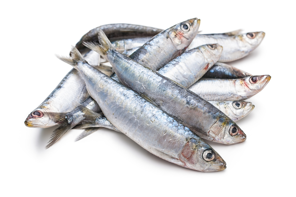 Russia Increasing Exports of Sardines to Chinese Market This Year