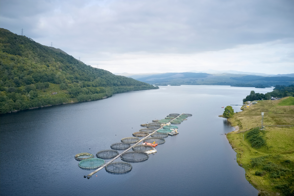 Scottish Salmon Exports on Track to Hit Record £1 Billion on Strong US, Asian Growth
