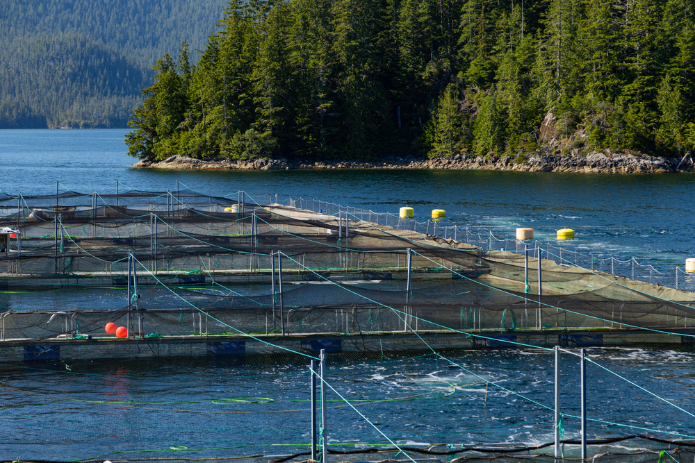 Discovery Island Reportedly Impacting West Coast Canadian Whole Fish Supply