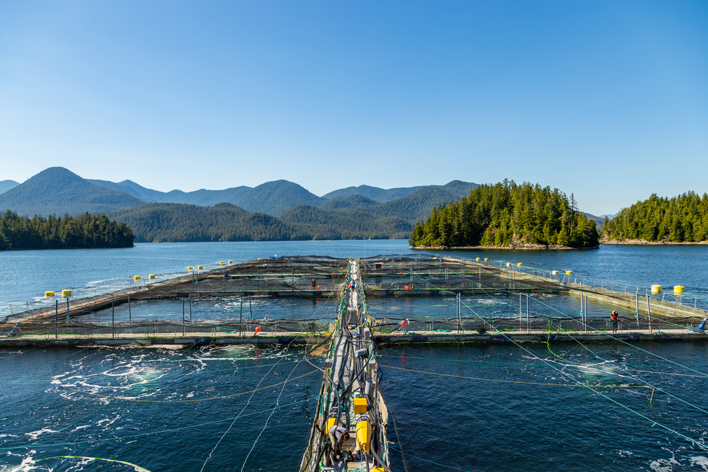 Ottawa Set to Stop Open-Net Salmon Farms in B.C., Giving the Industry 5 Years to Transition