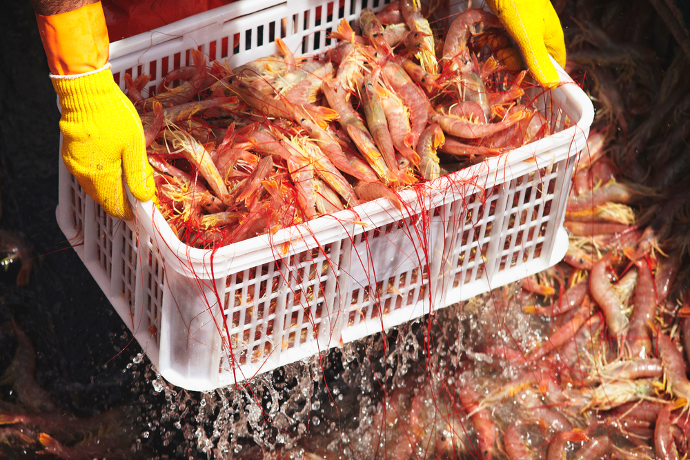 ‘More Humane’ Prawn Stunning and Tailing Machine Secures Funding