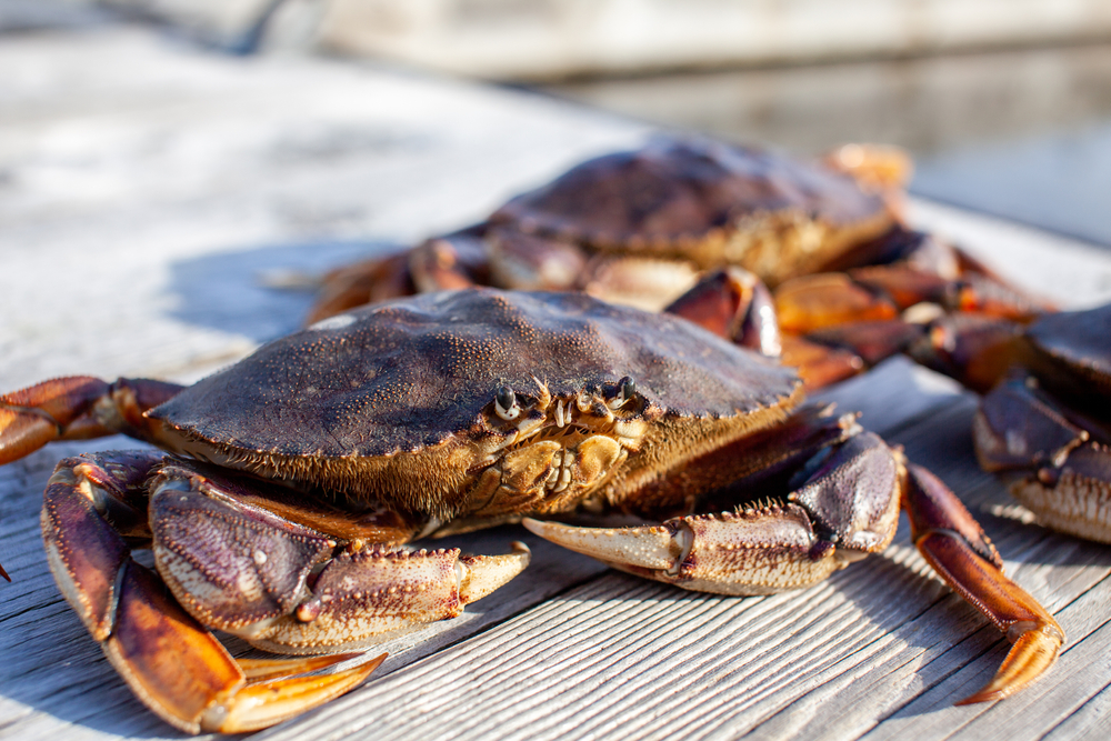 Calif. Opens Portions of Dungeness Season With Gear Reductions; Wash. and Ore Open Soon Too