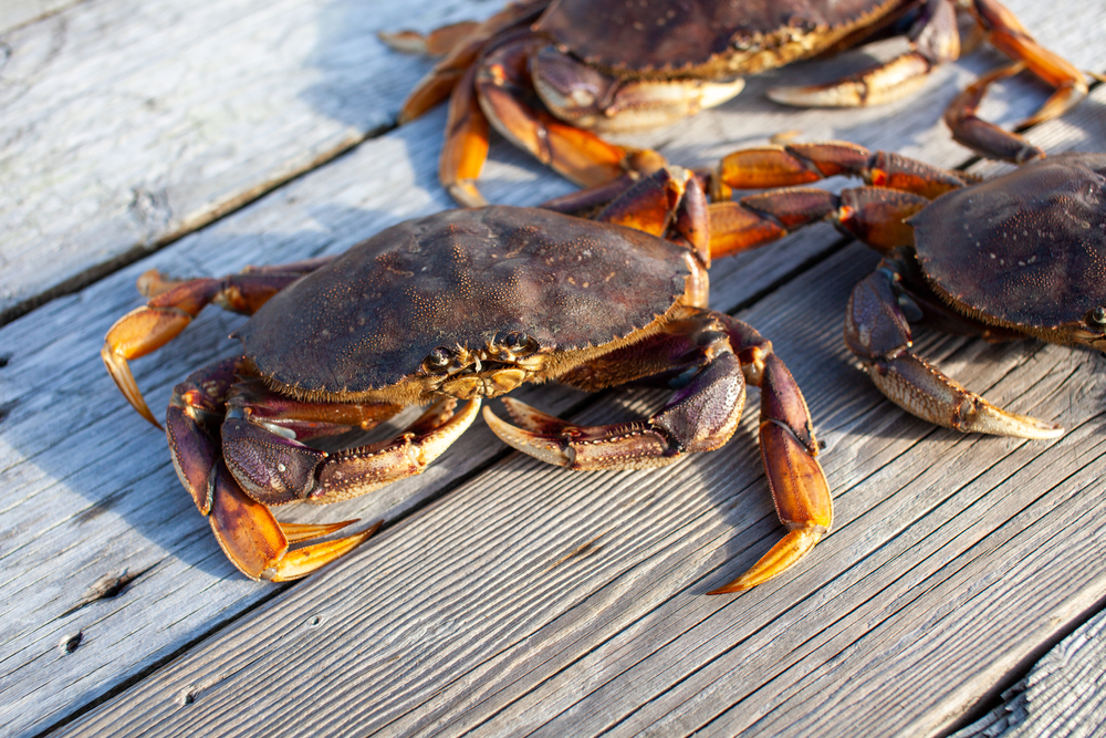 Dungeness Crab Testing Yields Mixed Results Ahead of Winter Seasons