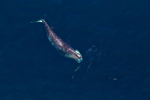 Conservation Group Ups Ante on Protecting Whales in Pacific, Atlantic