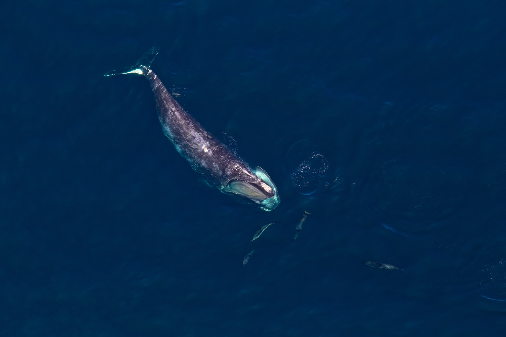 Adult Male NARW Entangled In Gulf of St. Lawrence