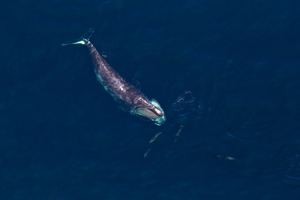 Last Year the North Atlantic Right Whale Population Increased to 372. Then 2024 Happened.