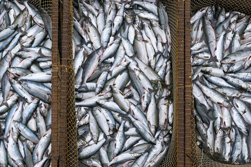 Russia’s Salmon Catch Could Fall Up to 30% in 2026, Fisheries Head Says