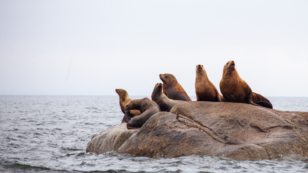 To Deter Sea Lion Attacks, Fish Farms Want to Shoot Rubber Bullets
