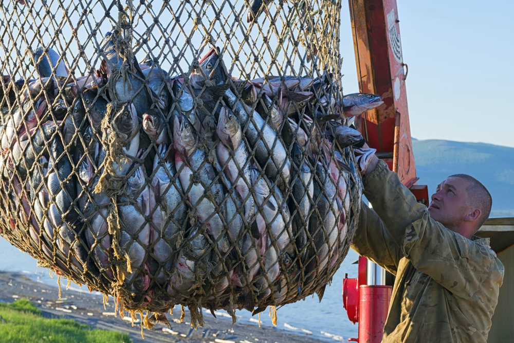 Russias 2024 Fish Catch Expected to Fall Short of 2023 Levels