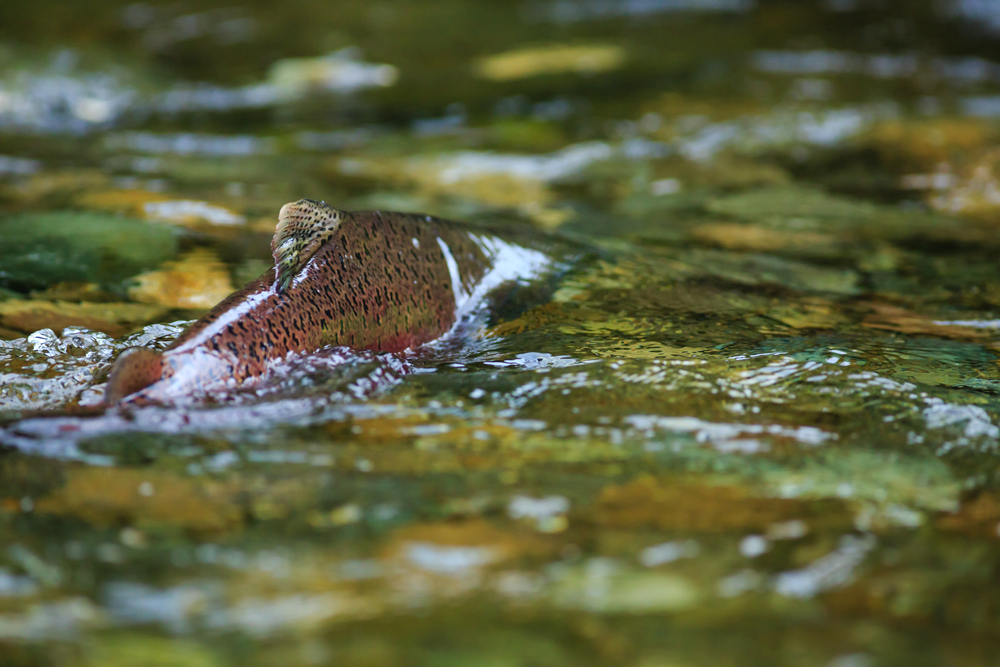Oregon Dems to Trump Administration: The Salmon Fishery Needs the Promised Funding
