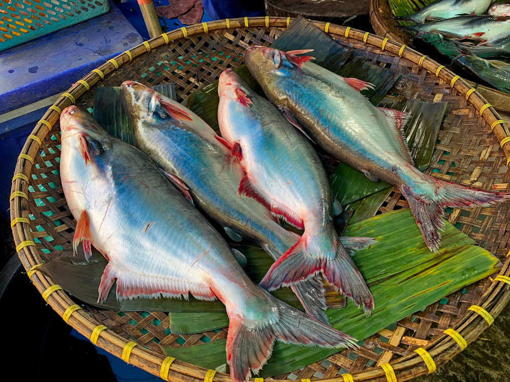 Vietnam’s Pangasius Industry Eyes High-value Transformation
