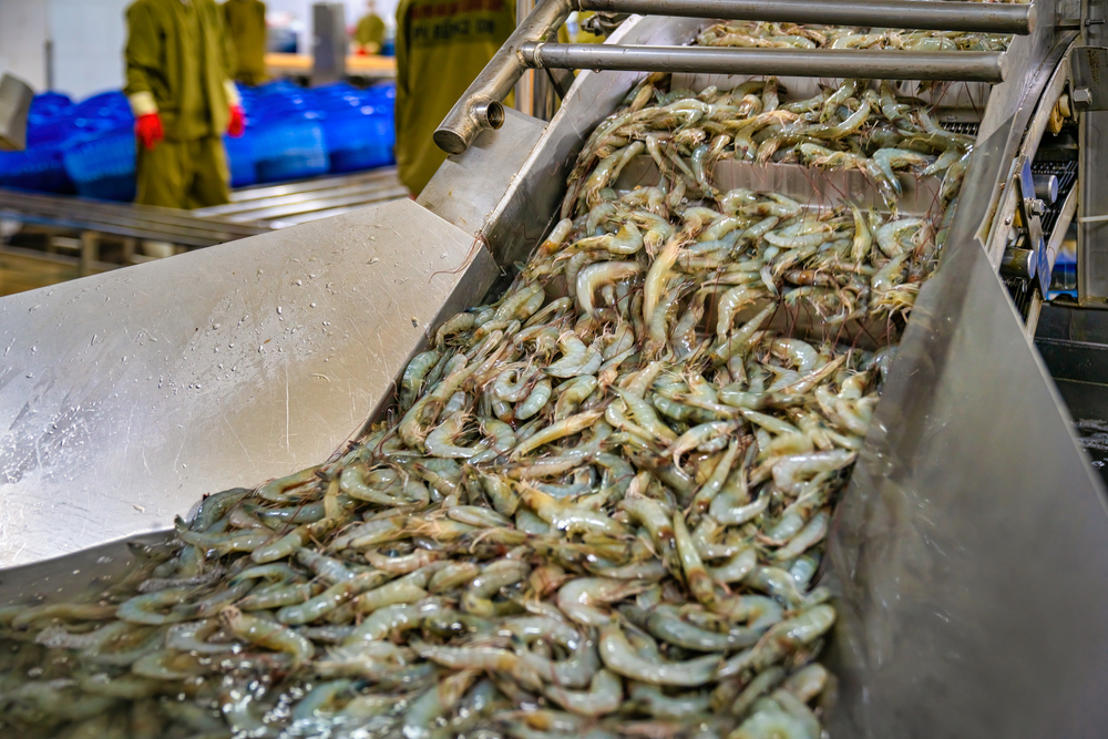 Shrimp Industrys Green Revolution Positions Australia as Strategic Market