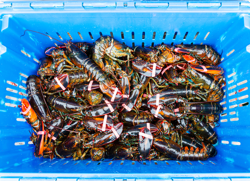 Pair of Maine Lobstermen Have Licenses Suspended for Marine Resource Law Violations