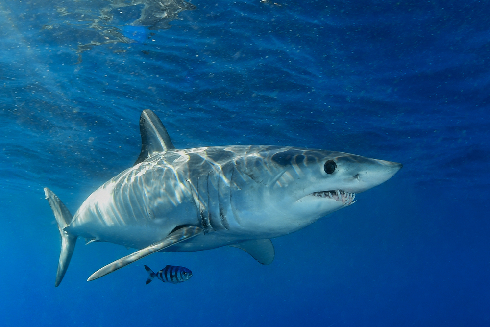 Taiwan Fisheries Agency Rejects Greenpeace Shark Fishing Allegations
