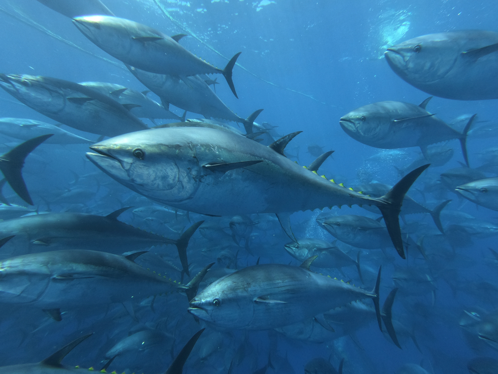 Rare Tuna Fishing License Given to Scottish Boat with Eyes on Tokyo Market