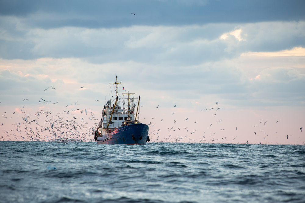Russia May Face Sharp Drop in Black Sea, Azov Basin Fish Catch Due to Infrastructure Attacks