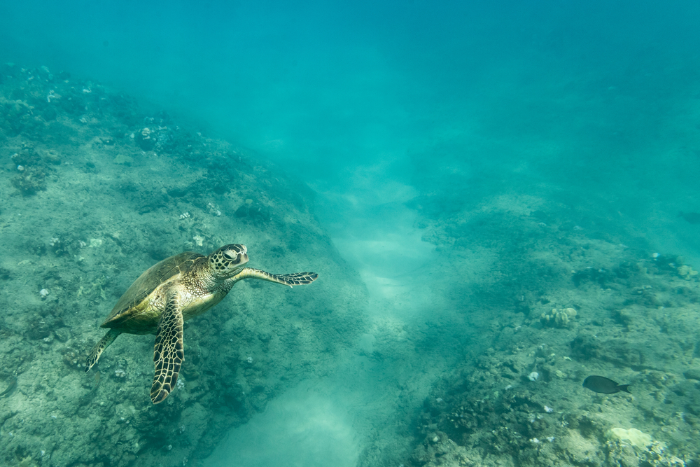 Center for Biological Diversity Wins Appeal to Uphold NMFS Rule for TEDs in Shrimp Trawls