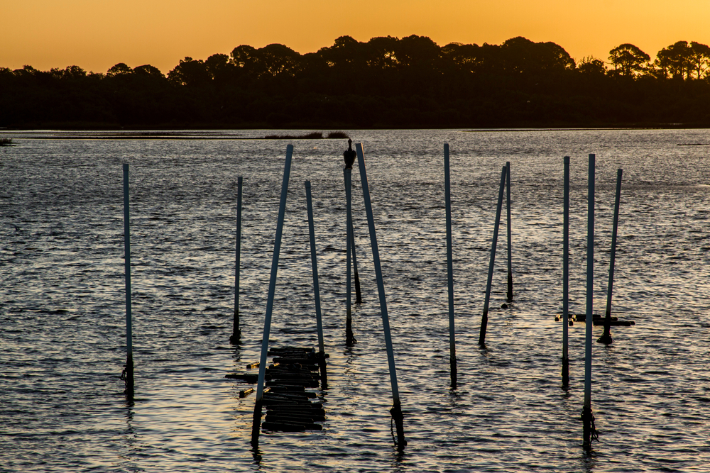 OPINION: Seafood, Aquaculture Boost Floridas Economy