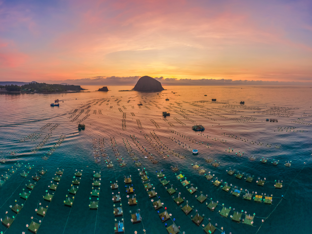 Vietnamese Seafood Industry Will Diversify Market to Achieve Export Target