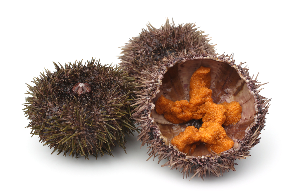 Washington Startup Wins $205,000 To Advance Sea Urchin Ranching Technology