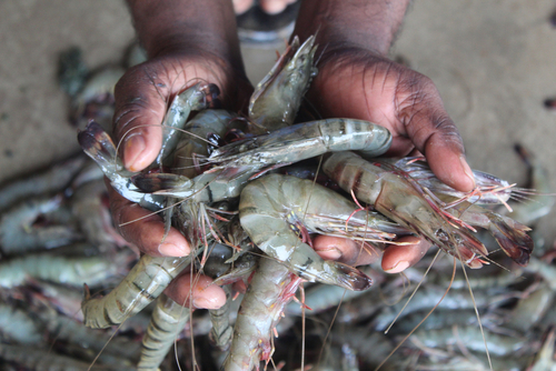 GSA Confirms Investigation Into BAP Violations From Indian Shrimp Producers Is Underway