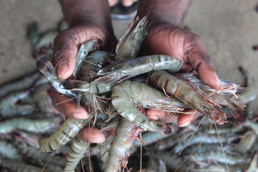 Graves and Peltola Call on President Biden To Halt Shrimp Imports From India Following Allegations