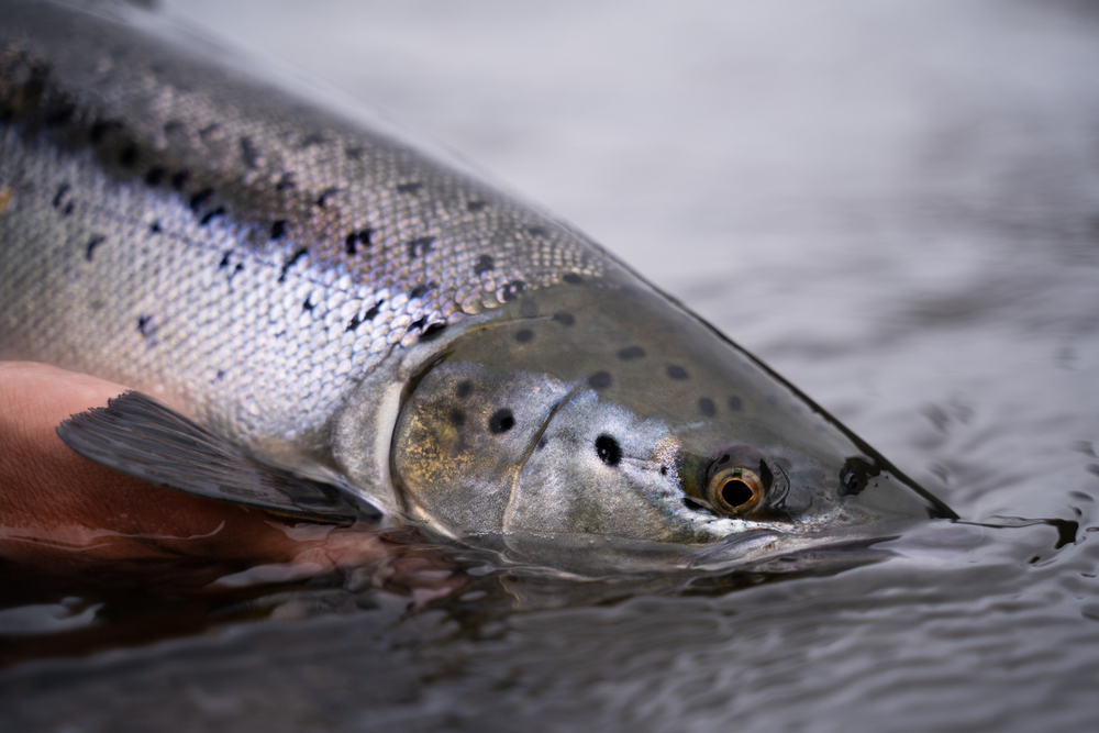 June Salmon Harvest in the Southern Alaska Peninsula Was the Worst in Decades